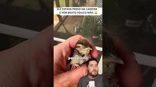 Passarinho Preso na cadeira  animais passaros resgateanimal [upl. by Brinna]