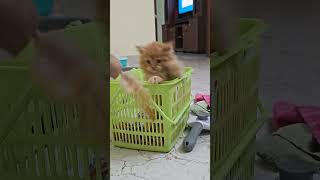 Peekaboo🫣🫣🫣trending cat shortvideo catlover kittten pets youtubeshorts kitty [upl. by Loraine595]