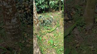 Arecanut shortvideo arecanut agriculture [upl. by Arola]