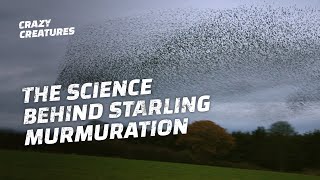 Why Do Starlings Flock in Murmurations [upl. by Aleira]