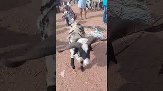 VM Sheep Farmsheepfarm animals achampet sheeps goat trendingshorts short [upl. by Aihsatan]