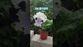 zm멜리센타 스트렙토카르푸스 streptocarpus garden plants flowers [upl. by Ajax]