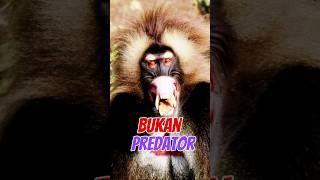 Fakta Unik Gelada Primata Bertaringgelada baboon animals shorts [upl. by Noram196]