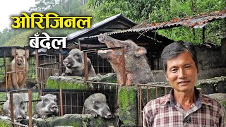 निकुन्जको बँदेल ल्याएर फार्म बिस्तारएकै ठाउँमा छन् १ सय ओटा बँदेल  Wild boar husbandry in Nepal [upl. by Anelrad]