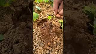 Simple Smart Technique To Easily Harvest Jicama Fruit shorts [upl. by Inohs]