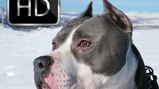 ➤Amerikan Staffordshire Terrier Hakkında Bilgiler ➤Parkur Köpeği ➤Parkour Dog [upl. by Yseulta941]