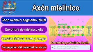 Axón mielínico  Axón neurona  Axones mielínicos  Conducción saltatoria del potencial de acción [upl. by Childs295]