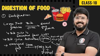 Digestion of Food  Life Processes Class 10 Science Biology CBSE2025 [upl. by Luise]