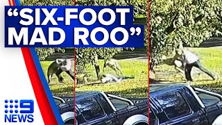 Victorian man fights feisty kangaroo in dramatic sixminute brawl  9 News Australia [upl. by Dwain482]