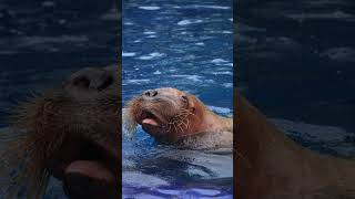 The Animal World Here are the interesting facts about sea lions animals facts penguin [upl. by Odin]