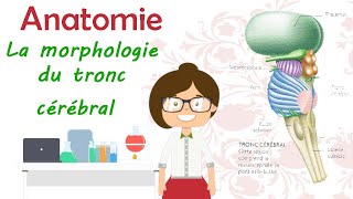 Anatomie  le tronc cérébral  les origines des nerfs crâniens  cours de 2 éme année médecine [upl. by Soisanahta951]