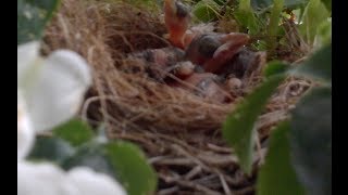 Cowbirds in a Wren Nest [upl. by Lolly]