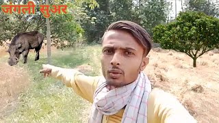 जंगली सूअर का शिकार 🤔 Hunting a wild hog  blackdoverdhiraj [upl. by Howund]