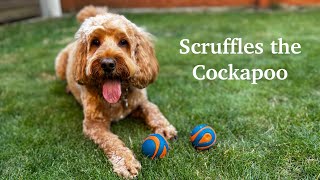 Scruffles the Cockapoo 🐶 [upl. by Derfiniw]