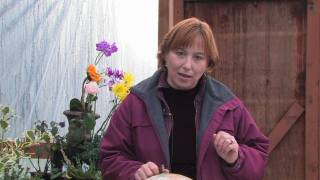 Gardening Tips amp Flowers  How to Grow Common Aubrieta Aubrieta Deltoidea [upl. by Hastie]