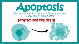 Apoptosis  Apoptosis in Pathological and Physiological context  Molecular pathway of apoptosis [upl. by Analos]