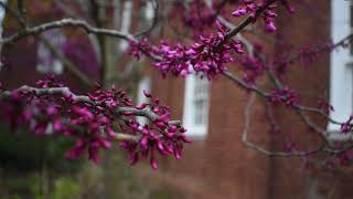 Plant Profile Eastern Redbud Tree [upl. by Eillam]