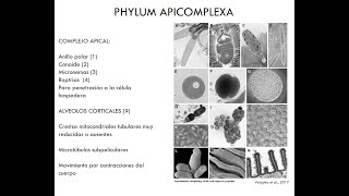 Phylum Apicomplexa [upl. by Agnew]