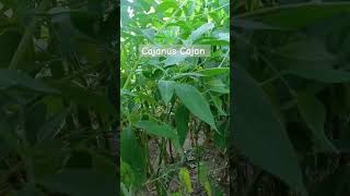 Cajanus Cajan or Pigeon 🐦 Pea or Toor Dal Plants ☘️ growing ⏩ in our farmland pigeonpeas shorts [upl. by Kcirddot]