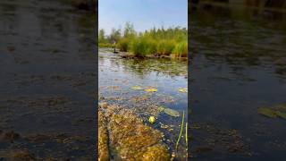 Кувшинка четырехгранная  Nymphaea tetragon 🪷 waterlily природа nymphaea yakutia [upl. by Tammara]