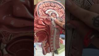 Diencephalon Anatomisi [upl. by Aicilla]