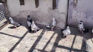 Neeta ustad nita ustad shok karo tatere kabutro ka pigeon lover dhamaka [upl. by Neeham912]