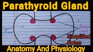 Notes of Parathyroid Gland  Anatomy And Physiology [upl. by Sair]