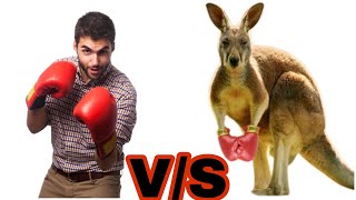 Man Vs Kangaroo Top 5 Kangaroo FightTop 5 Kangaroo Boxing [upl. by Posner]