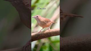 Want to See a Bird DANCE Like Crazy Watch This Now wildlifeshorts [upl. by Teodora919]