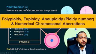 Polyploidy Euploidy Aneuploidy Ploidy number amp Numerical Chromosomal Aberrations [upl. by Ylecic]