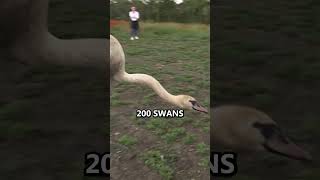 200 Opium addicted Swans [upl. by Loveridge]