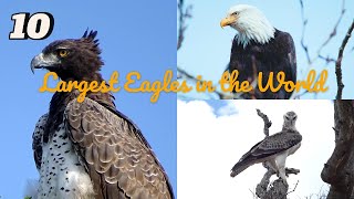 10 Largest Eagles in the World  Top 5 Discoveries [upl. by Quinby]