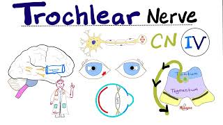 Trochlear Nerve  4th Cranial Nerve CN IV Superior Oblique Cavernous Sinus Syndrome  Neuro [upl. by Faith262]