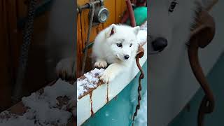 This little guy is really naughty wildlife animals Arctic fox sealife cuteanimals [upl. by Babette673]