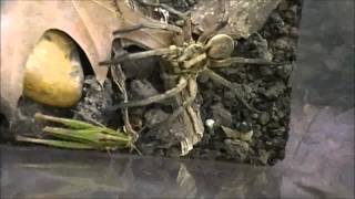 Carolina Wolf Spider Eats Grasshopper [upl. by Notsruht]