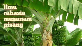 Cara Menanam Pohon Pisang  Rahasianya dibuka [upl. by Ahsita]