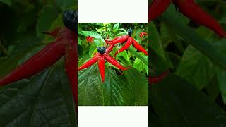 Starfish Clerodendrum Clerodendrum minahassae  Observed in Description [upl. by Sellers]