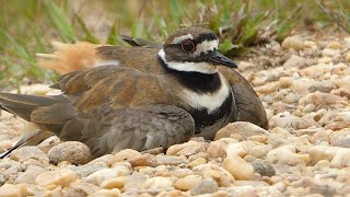 killdeer broken wing act [upl. by Aihtenyc]