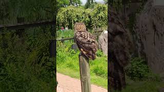 Vogelpark Avifauna Alphen aan den Rijn [upl. by Annoid]