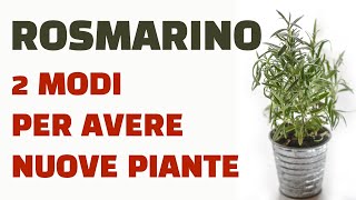 Rosmarino ecco 2 modi per ottenere nuove piante [upl. by Pazia]