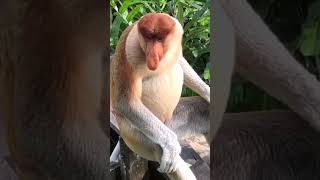 proboscis monkey shorts viral fact bhart monkey proboscismonkey [upl. by Aitret361]