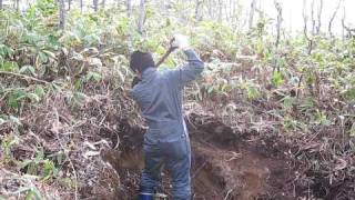 Sampling Podzol soil in Hokkaido [upl. by Hannad]