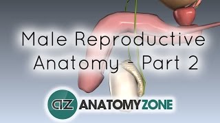 Introduction to Male Reproductive Anatomy  Part 2  Vas Deferens and Accessory Glands [upl. by Pardner]