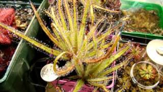 Drosera regia  The King Sundew Carnivorous Plant [upl. by Barn]