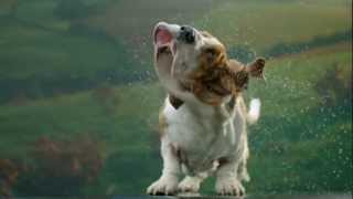 Secret Life of Dogs Basset hound shakes off water in ultra slow motion [upl. by Nuriel]