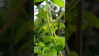 Tomato 🍅 gardenplants gardentrees farming nature tomato gardeningplants [upl. by Anoyk]