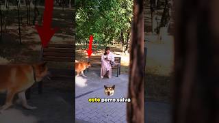 ¡Un perro héroe le salvó la vida a una mujer [upl. by Torrie]