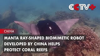 Manta RayShaped Biomimetic Robot Developed by China Helps Protect Coral Reefs [upl. by Einalem]