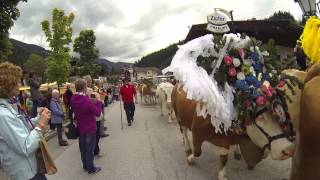 Almabtrieb Wildschönau 2015 [upl. by Raymonds]