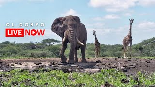 ol Donyo Lodge  Wildlife Live Stream – Kenya [upl. by Llednahs]